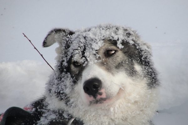  Voyager avec son animal au Canada