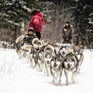 Traîneau à chiens au Québec Appalaches