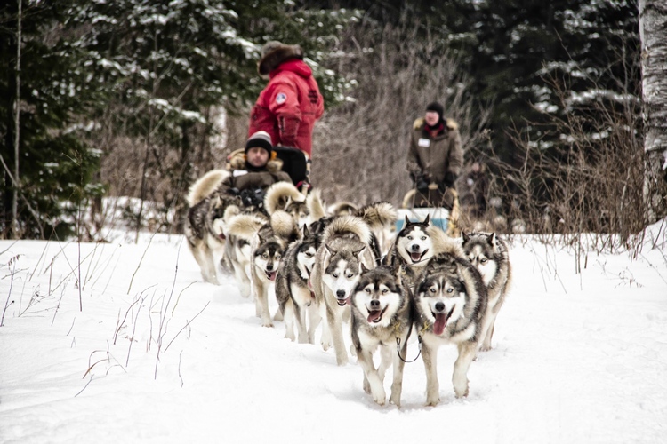 Traîneau à chiens au Québec Appalaches