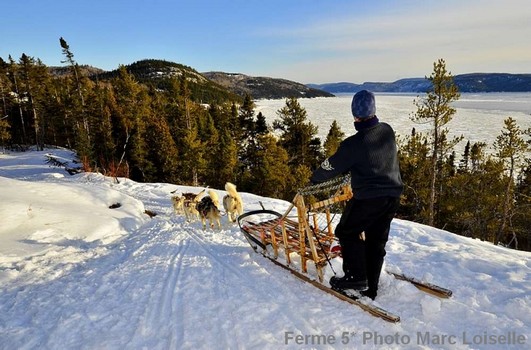 Traineau a chiens Saguenay
