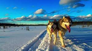 Traineau a chiens