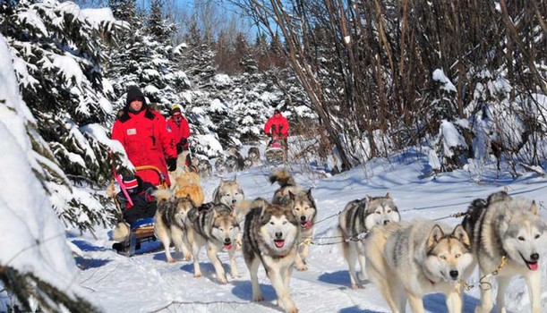 Traineau a chiens Quebec