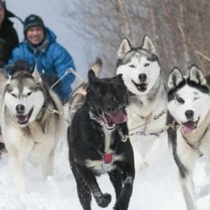 Traineau a chiens Montreal