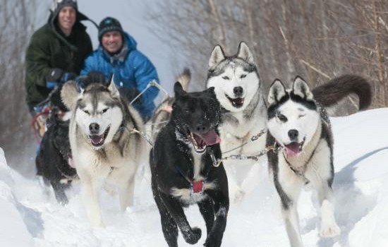 Traineau a chiens Montreal