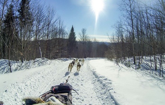 Traineau a chiens Montreal