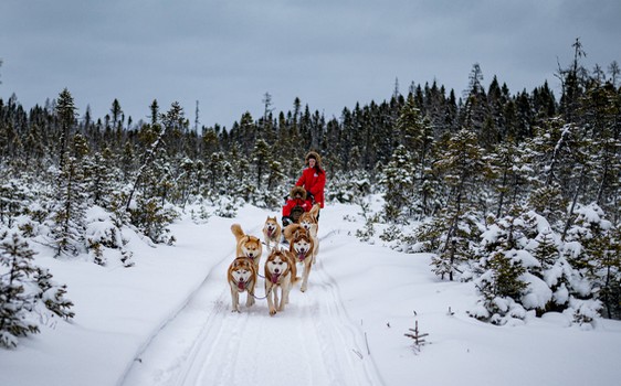 Traineau a chiens Quebec
