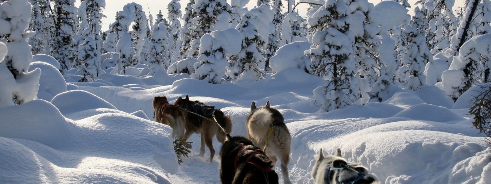 Chiens de traîneau