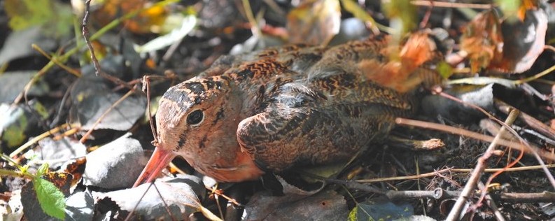 Chasse petits et gros gibiers