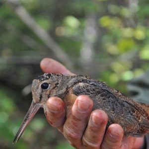 Chasse petits et gros gibiers