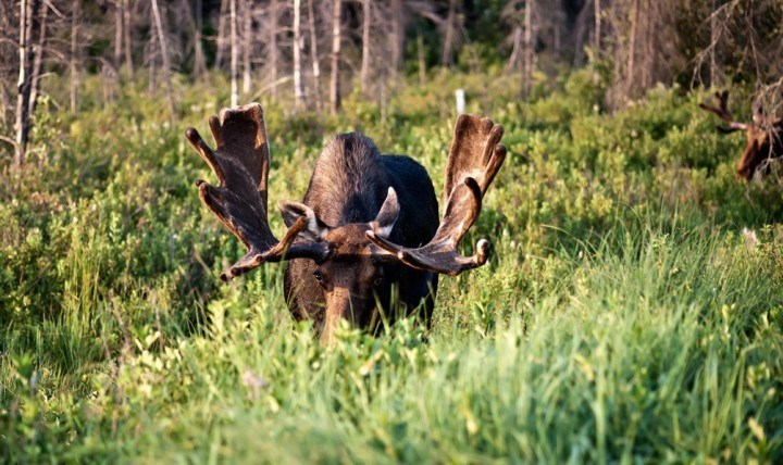 chasse orignal03