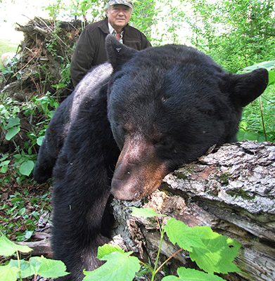Chasse ours noir