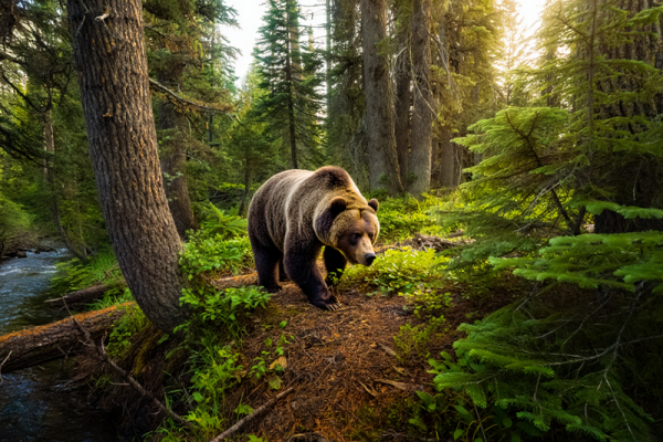 grizzlis